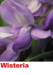 Wisteria - Australian Bush Flower Relationship Essence